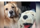 VT - This dog is very jealous of her stuffed toy Facebook