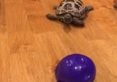 VT - Tortoise playing with a ball Facebook