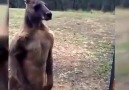 Vücut Çalışmış Kanguru