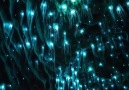 Waitomo Glowworm Caves New Zealand by @stokedforsaturday
