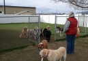 Wait until you see what happens when the last dogs name is called!
