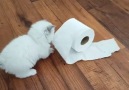 Walking fluff and a toilet paper