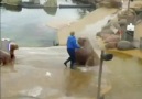 Walrus Doing Sit Ups