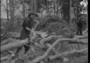 War time lady loggers - Extreme Woodworking