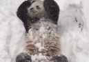 Washington Zoo Panda Enjoys Snow