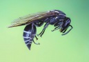Wasp’s Venom Kills Cancer Cells