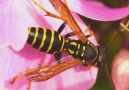 Wasps venom kills cancer cells without harming normal cells.