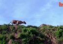 WATCH A LION CATCH AN ANTELOPE IN MID-AIR