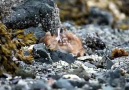 Watch a newborn deer take its first steps!