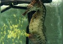 Watch a Seahorse Give Birth to 2,000 Babies