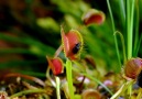 Watch: Carnivorous Plants Eat Bugs