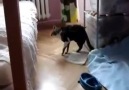 Watch cats face at the end