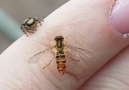 Watched a jumping spider catch and eat its prey on my finger