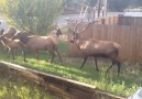 WATCH: ELK ON THE LAWN