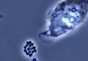 Watch how immune cells attack and eliminate viruses and bacteria