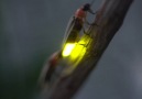 Watch Male fireflies broadcast a light signal thats code for their species.