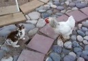 Watch these chickens policing the backyard