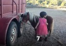Watch this adorable little cowgirl try to mount her horse, Bo
