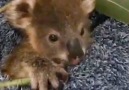 Watch this baby koala finally let go of his human mom and return to the wild