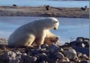 Watch this giant polar bear pet a dog on its head in Churchill Manitoba
