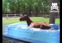 Watch This Horse Play In A Kiddie Pool