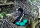 watch this viral clip! snake eat 4 green eggs of mother bird