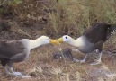 Waved Albatross