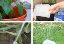 4 Ways To Use Water Jugs In The Garden