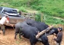 4WD vs 2 Buffaloes