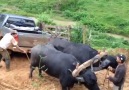 4WD vs 2 Buffaloes