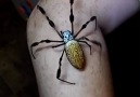 We all have a mate who could NOT handle this golden silk orb-weaver