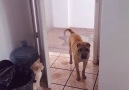 We can not get enough of these playful furbabies
