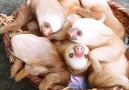We could stare at this basket of sloths all day.