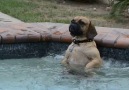 Weekend Dogs Video Compilation 2016