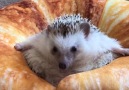 We hedgehogs (via The Daily Heartbeat)
