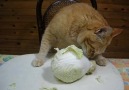 Weird cat eats cabbage