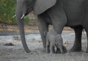 Well be watching these baby elephants on repeat until the end of time.