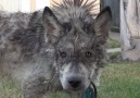 We Love Animals - Wolf walking around L.A Facebook