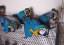 We Offer Healthy Babies Macaws Parrots For sale