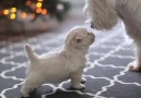 Westie mom and her puppy