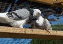 West Of England Tumbler Pigeons