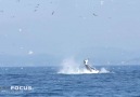 Whale Fires Seal Out Of The Water With Flipper