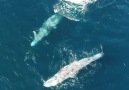 Whales and dolphins playing together in the Pacific Ocean