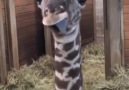 What a cheeky little guy Kansas City Zoo