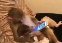 What a clever monkey mother! She is watching pictures on a tab...