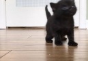 What a gorgeous little black kitten!