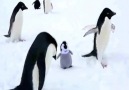 What a strange penguin!!