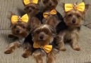 what do you say about this Adorable Puppies Animals Freak