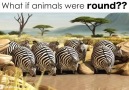 What If Animals Were Round?