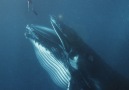 What.If - What If You Were Swallowed by a Whale Facebook